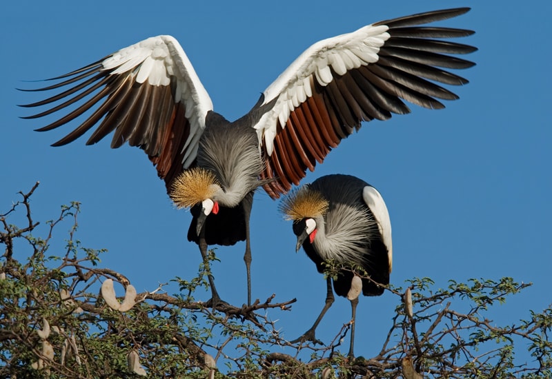 A pair of Grey Crowned Cranes perched on a tree in Hwange National Park