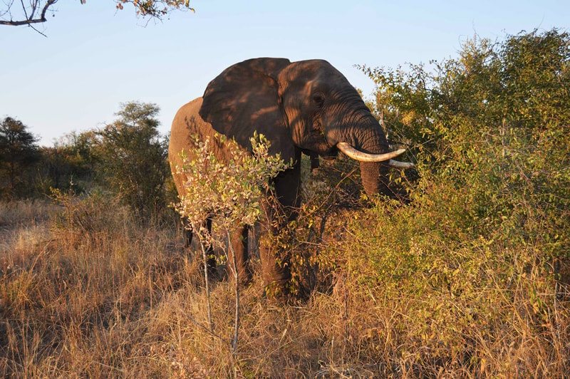 A beautiful sighting of an individual elephant 
