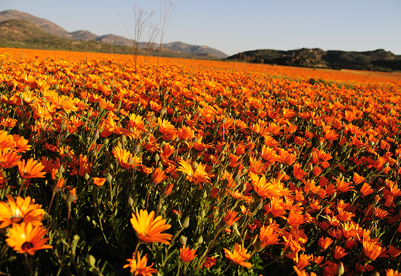 Flower Season in Namaqualand 