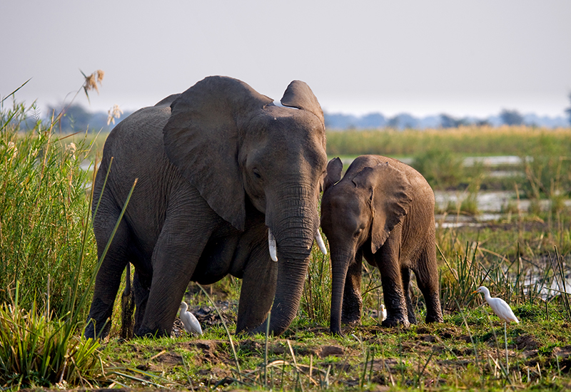 Best safaris near Victoria Falls include elephant sightings 