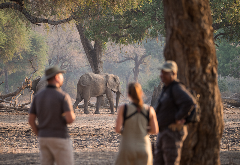 Walking safaris at Chikwenya Camp offer incredible elephant sightings 
