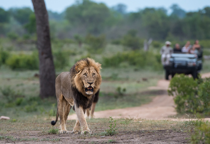 male lion at Sabi Sabi Little Bush Camp - South Africa Safari Tours