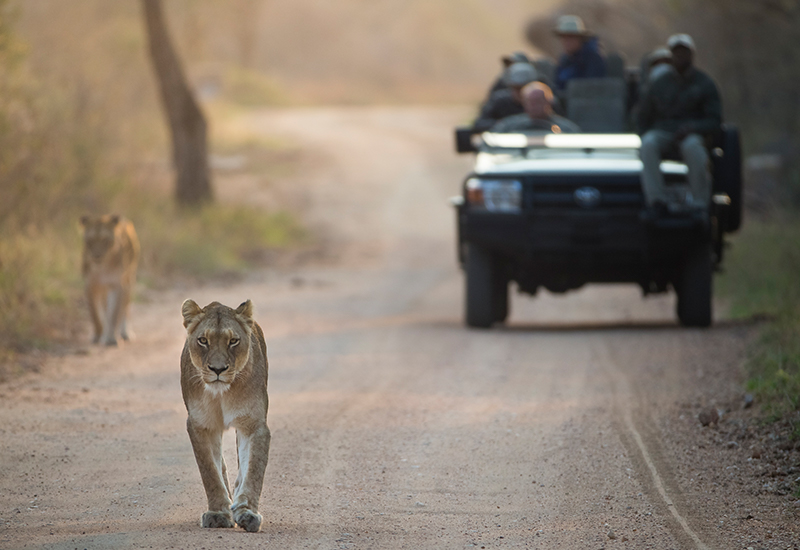 Lions walking in Kapama Private Game Reserve - Regions of the Greater Kruger Park