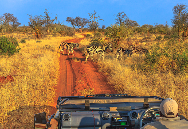 Zebras in Madikwe Game Reserve