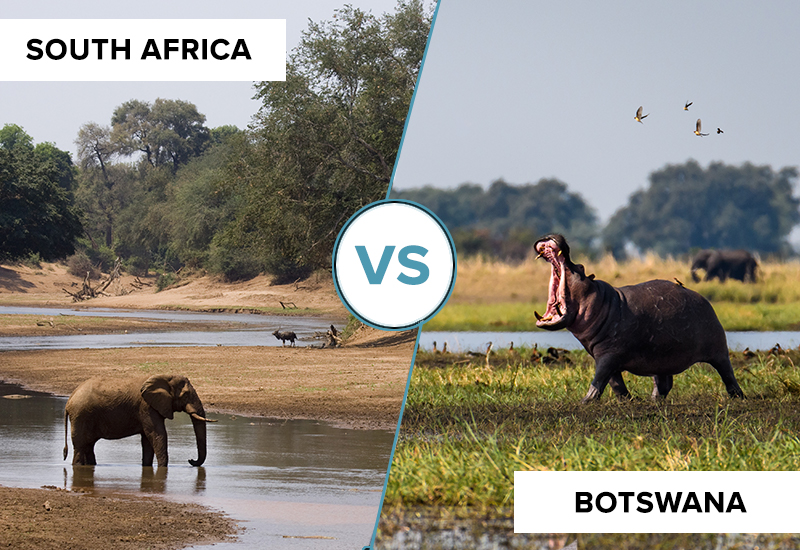 south africa vs botswana an elephant and hippo