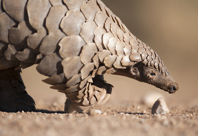 &Beyond Phinda Pangolin Conservation Experience