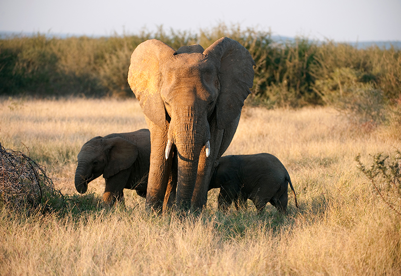 Elephants at Madikwe Game Reserve