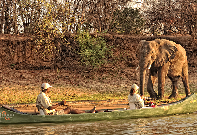 elephant sighting canoe on zambezi