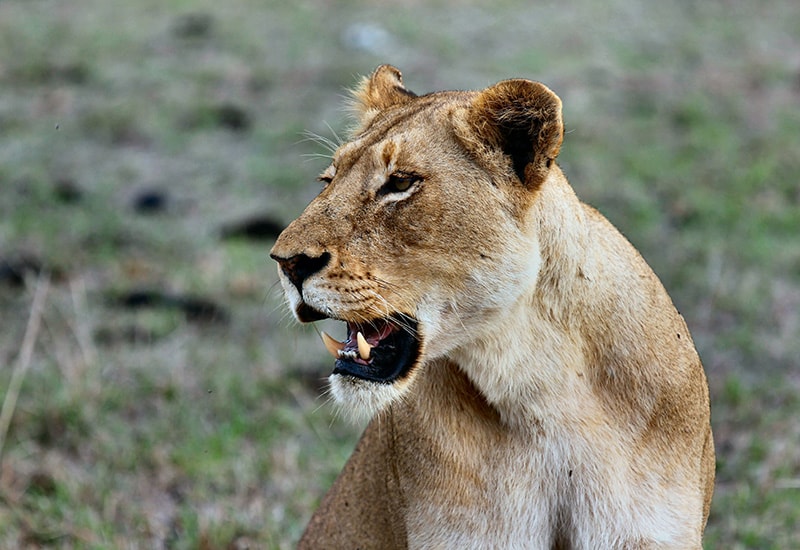 lion in the kruger national park