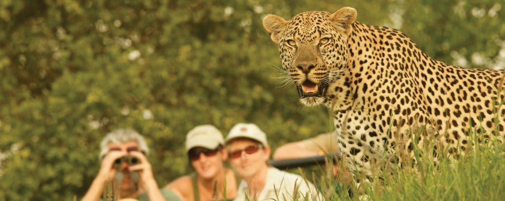 Londolozi Leopard Sighting