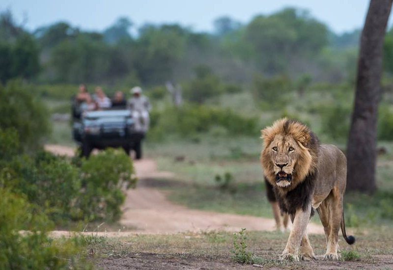 Lion sighting on game drive Best Big 5 Safaris in South Africa