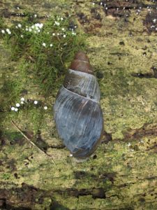 Obô giant snail shell