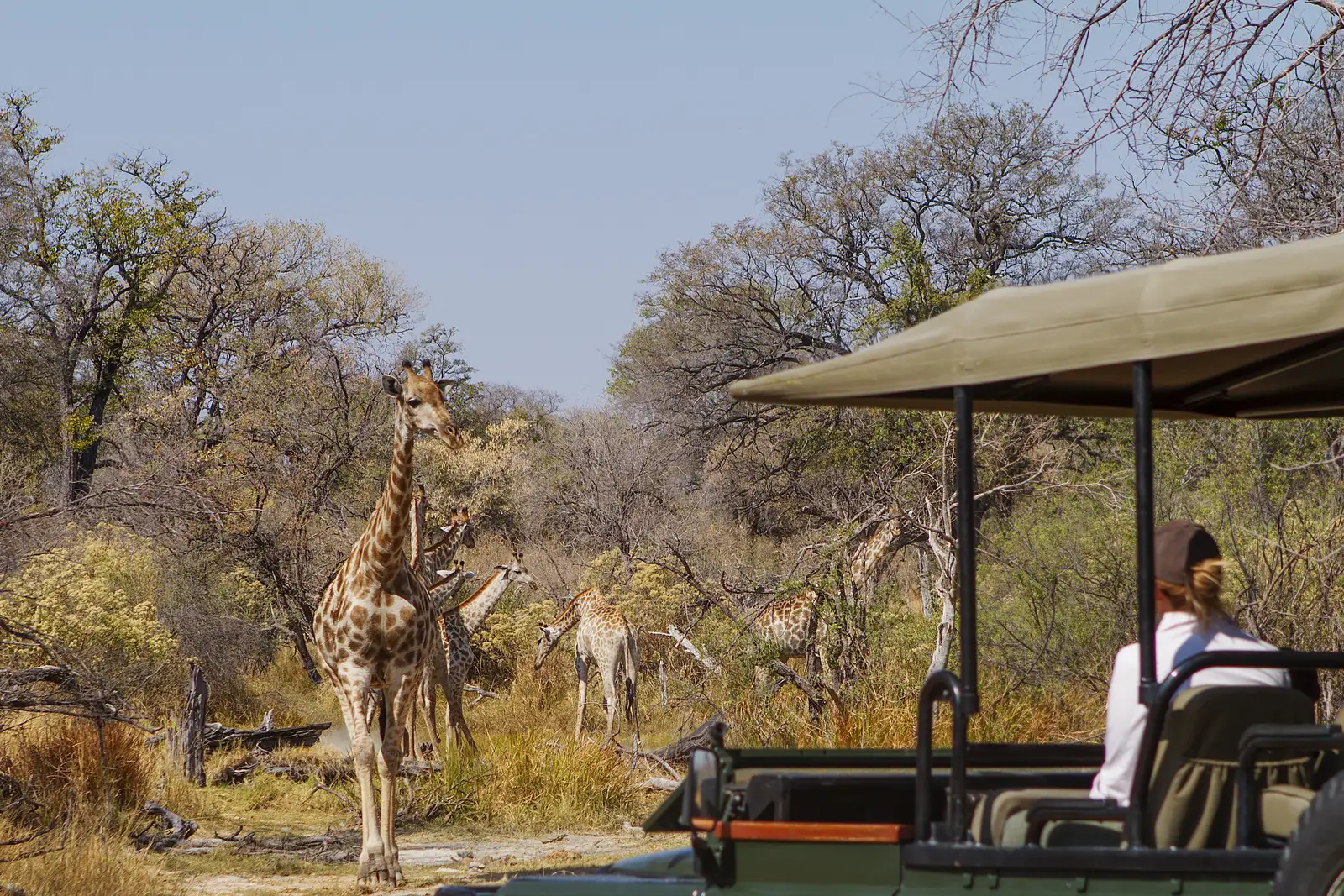 safari chobe national park