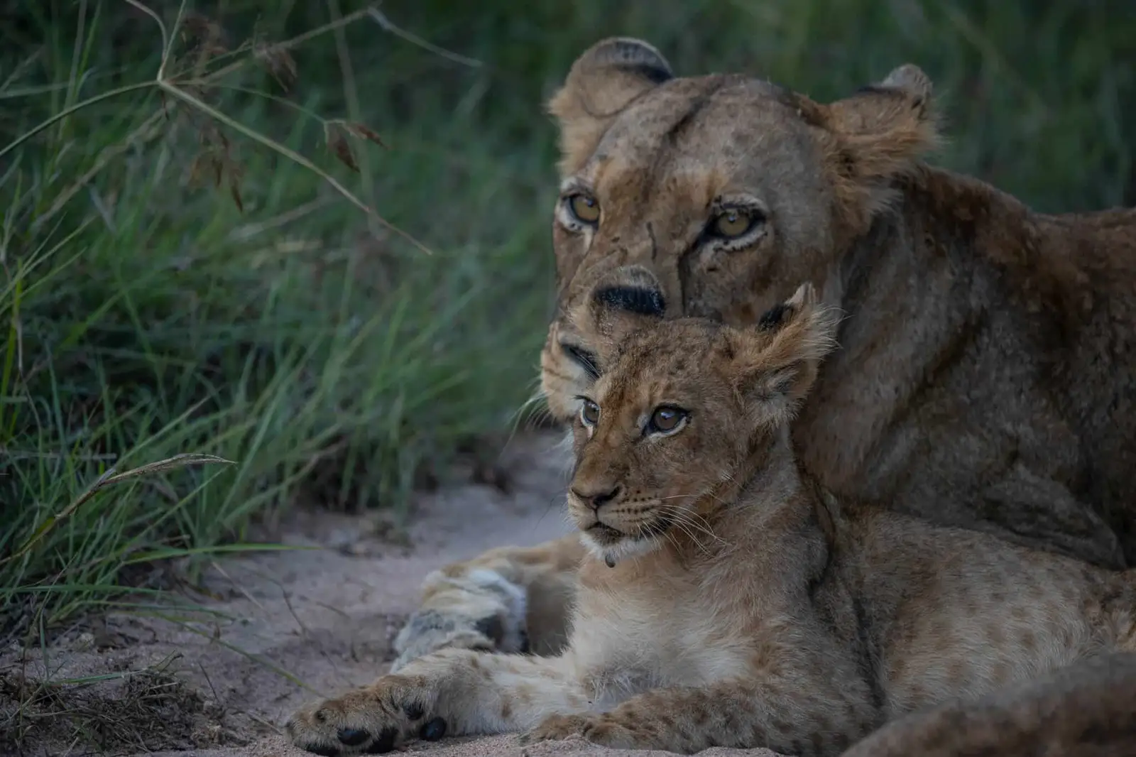 kruger game park tours