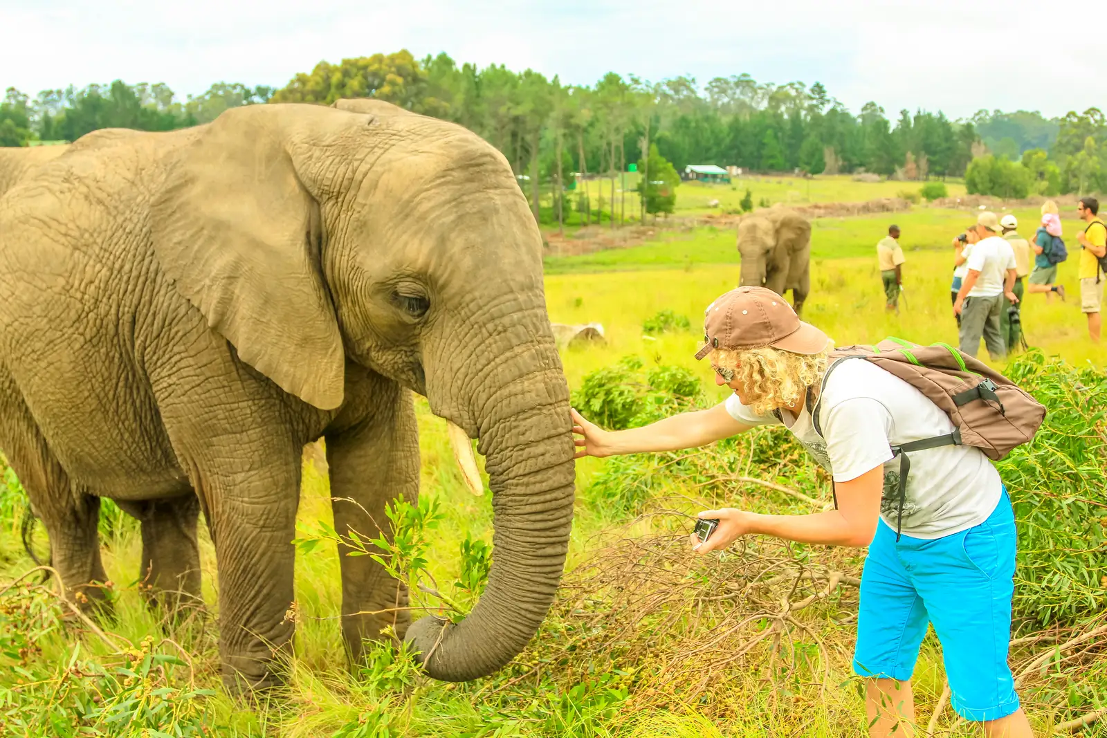 cape town garden route safari