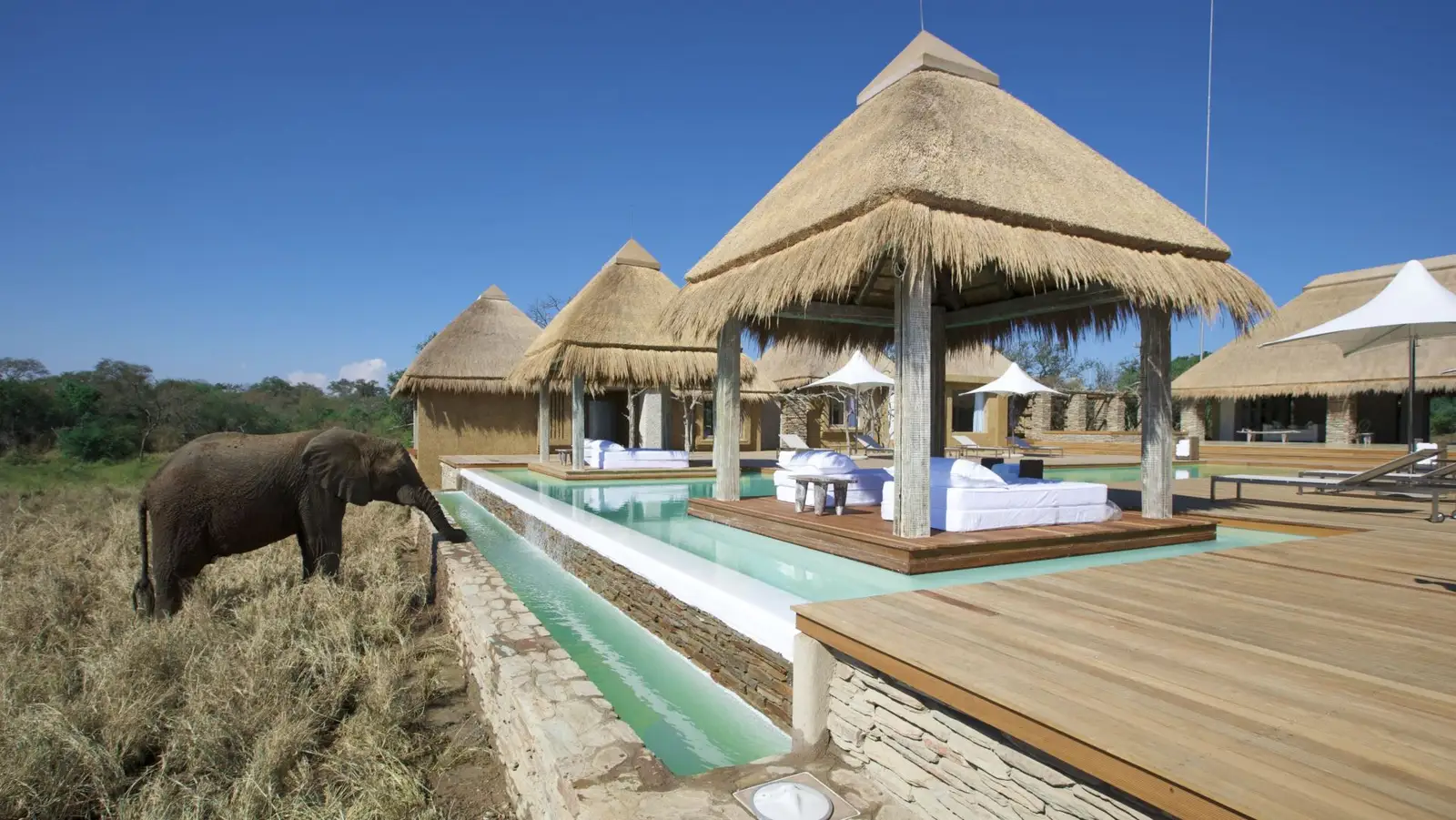 Elephant drinking from the pool at Kapama River Lodge