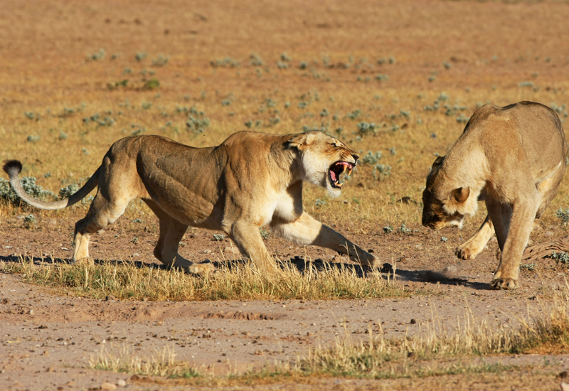 A lion showing dominance by growling and showing teeth