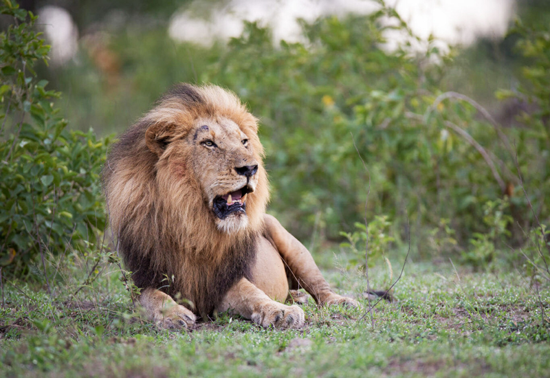 A birmingham male lion resting in the thicket