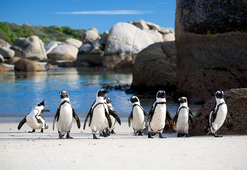 African penguins at Boulders Beach