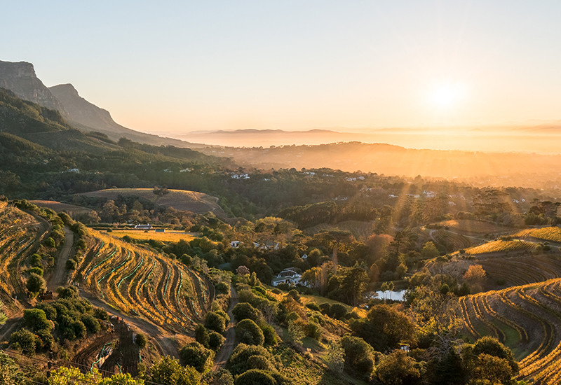 Vineyards in Constantia - Cape Winelands