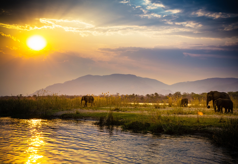 elephants near a river in Southern Africa's South Luangwa National Park, Zambia