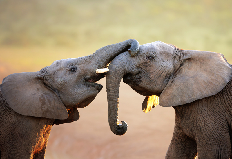 two young elephants playing at sunset on East African safari