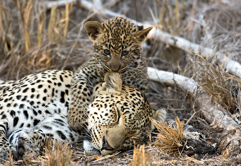 Mother leopard resting with baby tugging at her ear