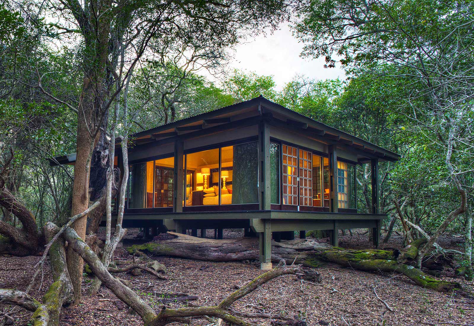 phinda forest lodge room in the forest