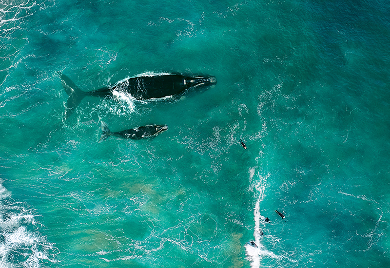 Whales seen swimming close to shore with a group of surfers in Mozambique. 