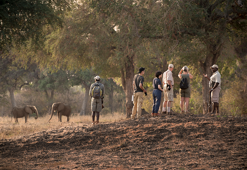 Walking safaris in Mana Pools, Nyamatusi Camp