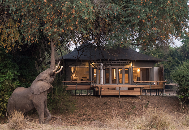 Elephant outside a room at Chikwenya Camp