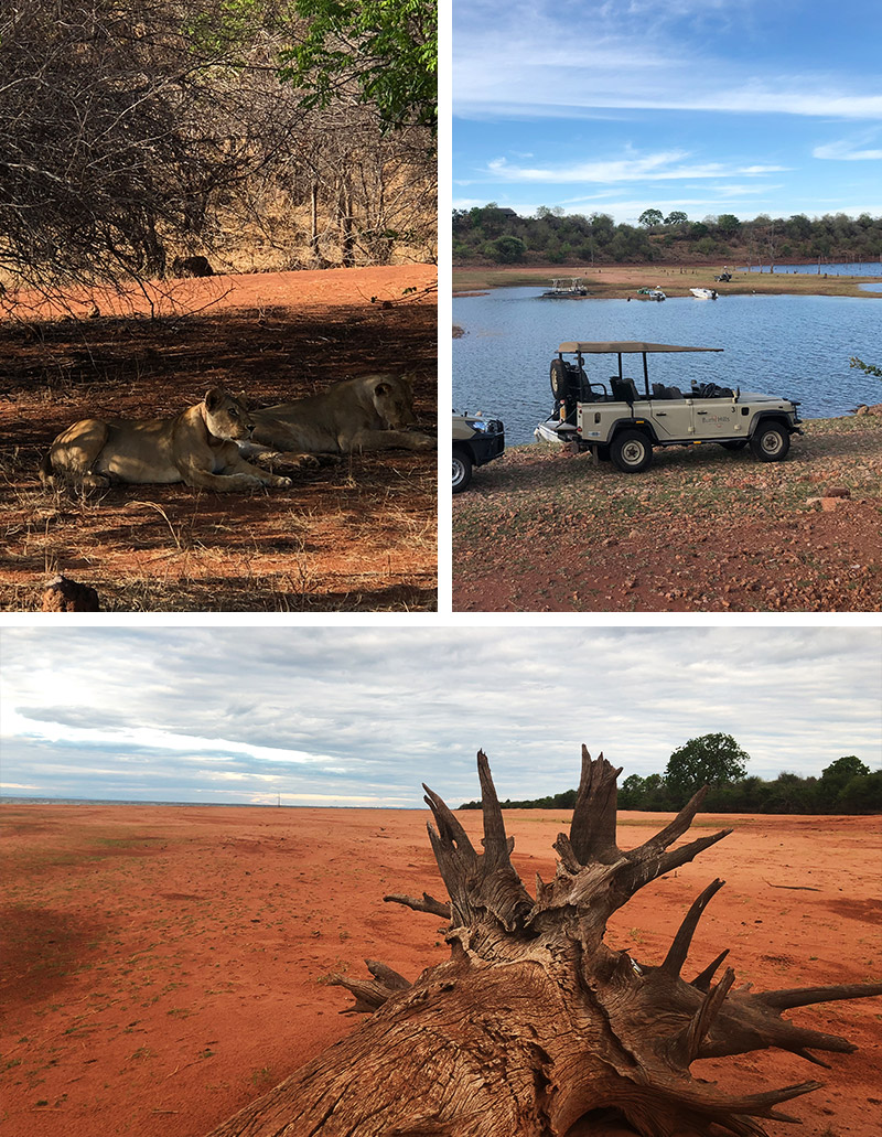 Safari in Zimbabwe - lions in Lake Kariba