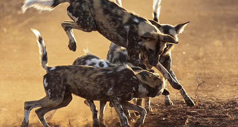 Wild dog sighting at Zambezi Expeditions - Safari in Zimbabwe