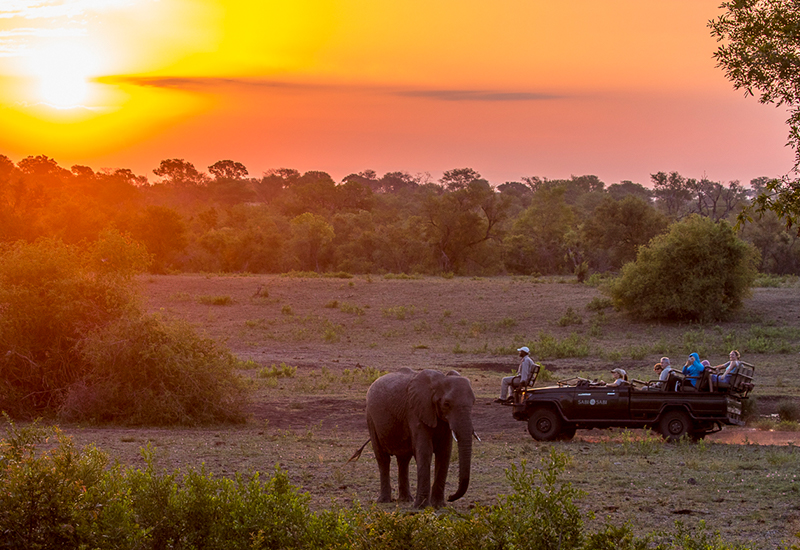 Elephant sighting in the Sabi Sands Private Game Reserve