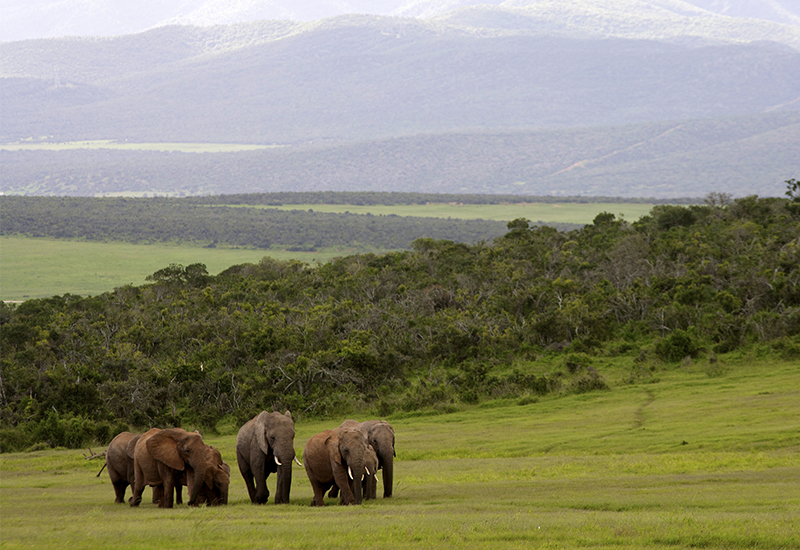 Elephants in Addo Elephant National Park