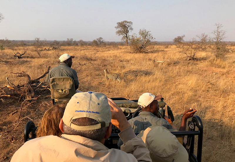 Cheetah sightings on a game drive in the Timbavati Private Game Reserve