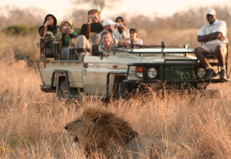 Game drive in Manyeleti Private Game Reserve