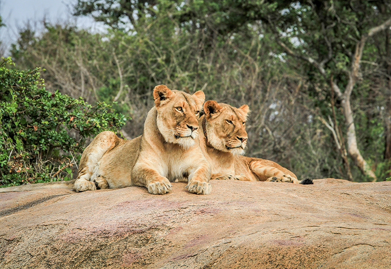 Wildlife to see at Skukuza