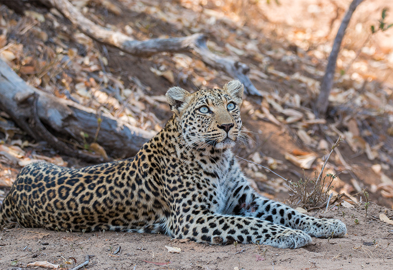 Wildlife to see at Lower Sabie