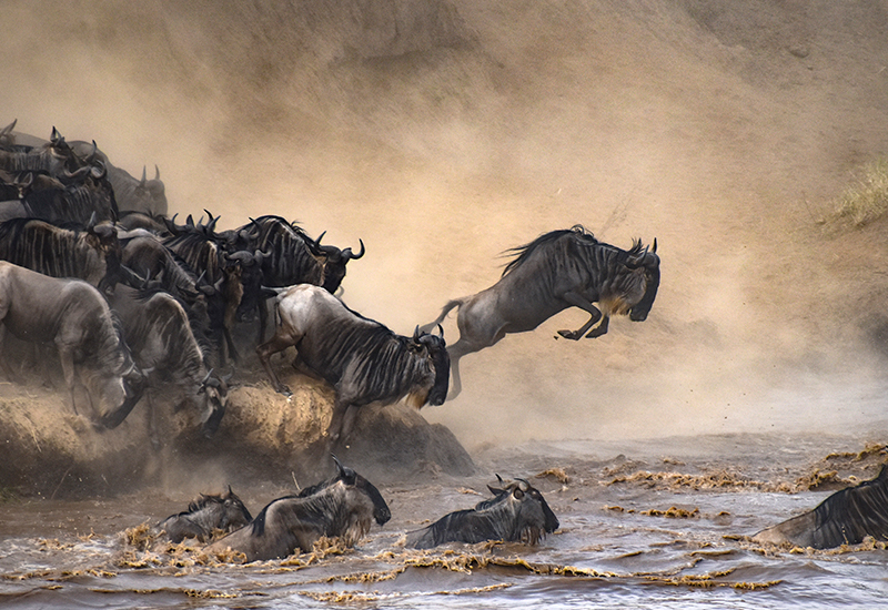 wildebeest great migration