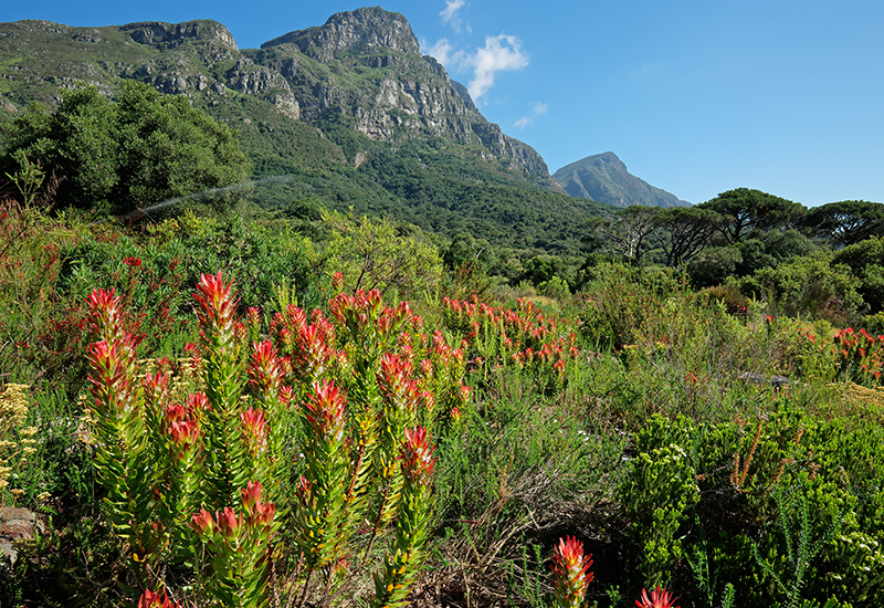 Kirstenbosch Gardens