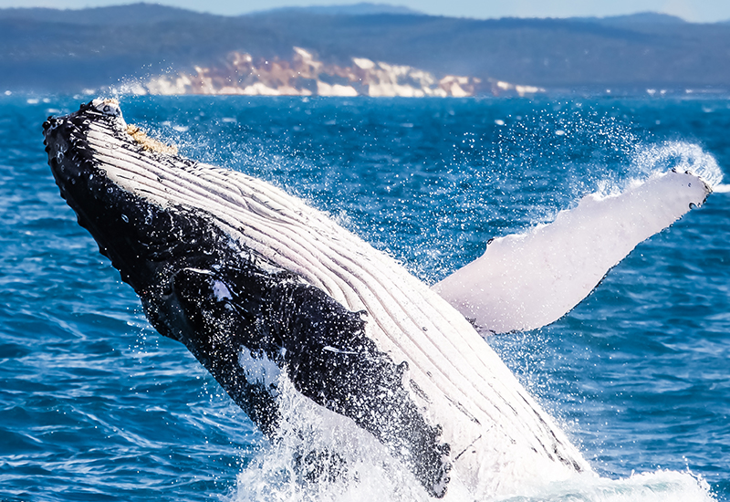 Southern right Whale Hermanus