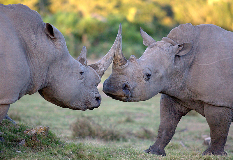 Rhino and Elephant Conservation at Jaci's Safari Lodge in Madikwe Game Reserve