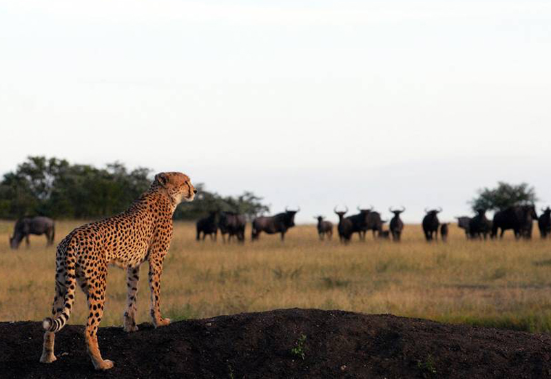 Cheetah Sabi Sand Game Reserve