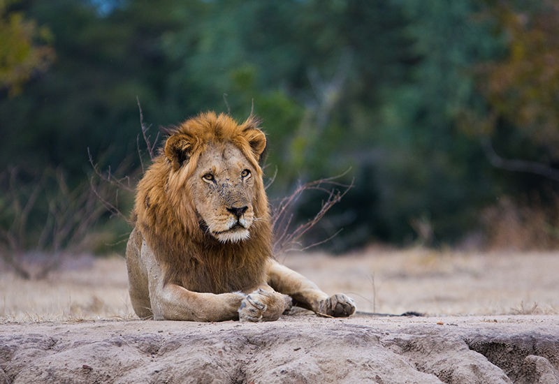 Zambezi National Park Game Drive Safari