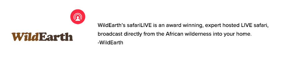 WildEarth livestream