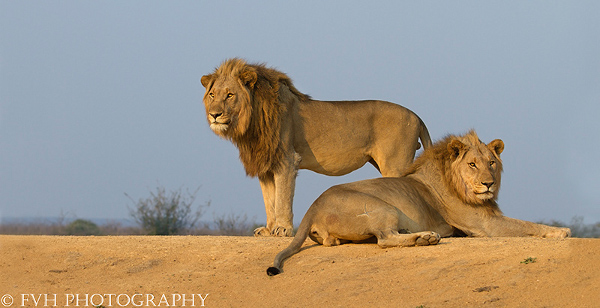 Male Lions