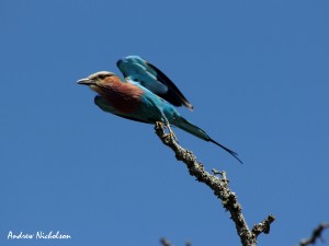 Lilac-breasted Roller