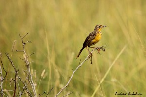 Yellow-throated Long-claw