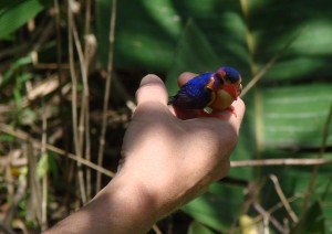 rehab pic pigmy kingfisher